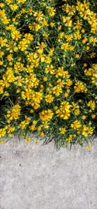 塀の上の黄色い花2