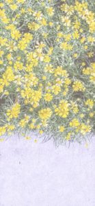 塀の上の黄色い花1