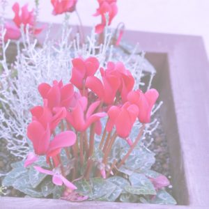 花壇に咲いた赤いシクラメン2