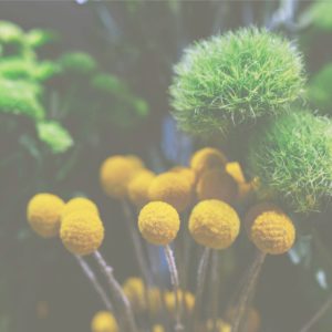 ショップに飾られた花2