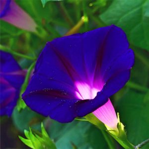 紫の朝顔1