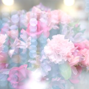 ピンクの花にぼかし