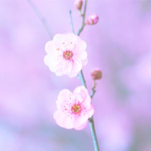 梅の花2
