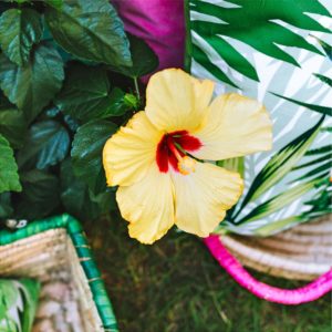 黄色いハイビスカス1