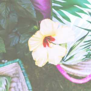 黄色いハイビスカス2