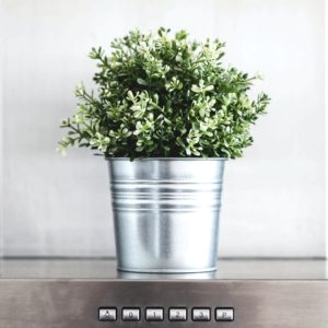 キッチンに飾ったグリーン2