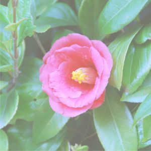 ピンクの椿1