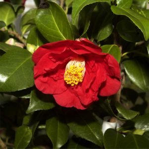 赤い椿2