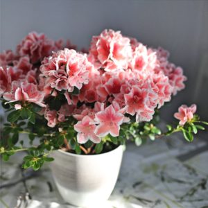 鉢植えのつつじ2