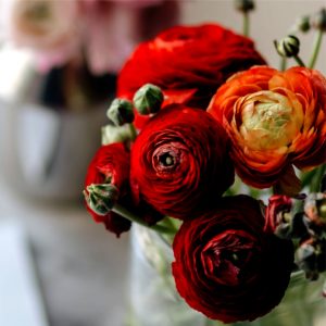 部屋に飾った赤い花1