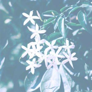 白いジャスミン1