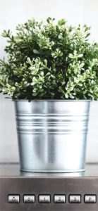 キッチンに飾った植物1