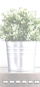 キッチンに飾った植物2