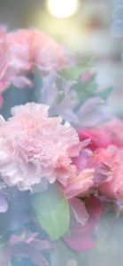 ピンクの花のぼかし