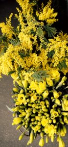 ミモザと黄色い花2