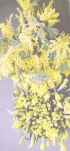 ミモザと黄色い花1