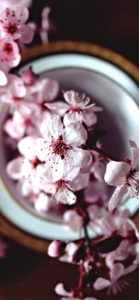 器に飾ったさくら2