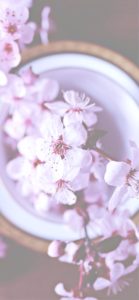 器に飾ったさくら1