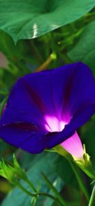 紫の朝顔2