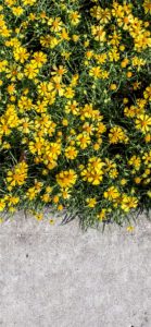 壁の上の黄色い花2