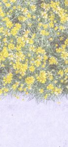 壁の上の黄色い花1