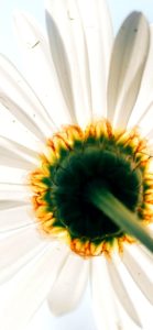 白い花の後ろ側2