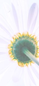 白い花の後ろ側1