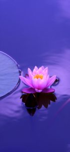 ピンクの睡蓮1