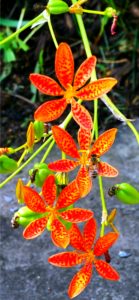 レオパードフラワー2