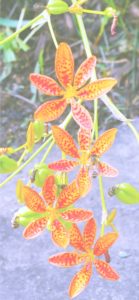 レオパードフラワー1