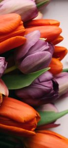 紫とオレンジのチューリップ1