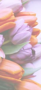 紫とオレンジのチューリップ2