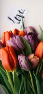 紫とオレンジのチューリップ3