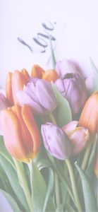 紫とオレンジのチューリップ4