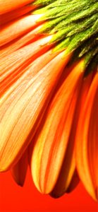 オレンジのガーベラのバックショット2