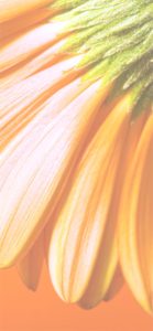 オレンジのガーベラのバックショット1