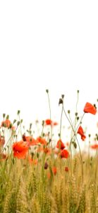 オレンジのポピー2