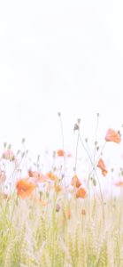 オレンジのポピー1