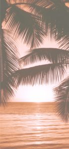 椰子の木とサンセット1