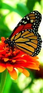 オレンジの花と蝶2