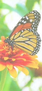 オレンジの花と蝶1