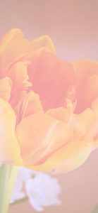 オレンジのチューリップ1