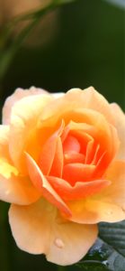 オレンジのバラ4