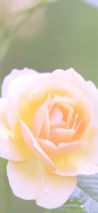 オレンジのバラ3