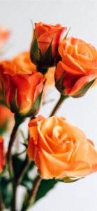 オレンジのバラ2