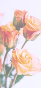 オレンジのバラ1