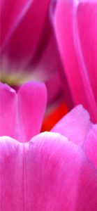 ピンクのチューリップ1