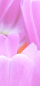 ピンクのチューリップ2