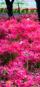 ピンクのネリネ1