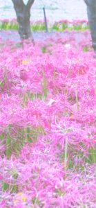 ピンクのネリネ2